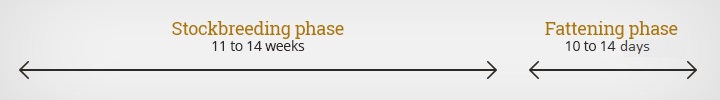 1schema_stockbreeding_fattening