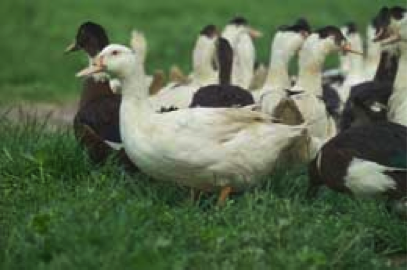 canard mulard